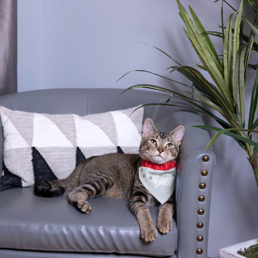 The Boss Canvas Slip-On Pet Bandana – Pavilion’s Pets – 7″x5″